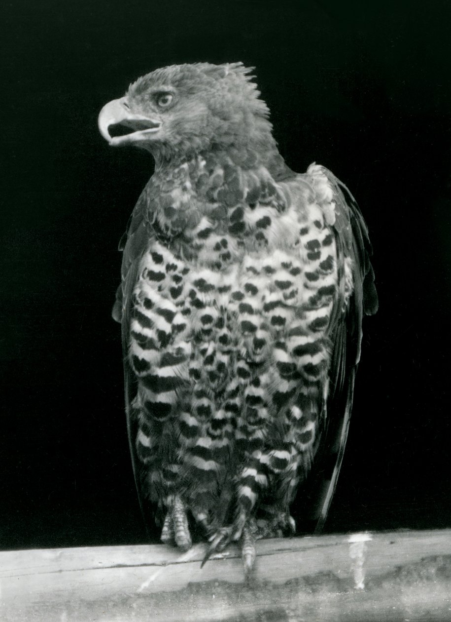 En kronørn satt ved London Zoo, november 1923 (bw-bilde) av Frederick William Bond