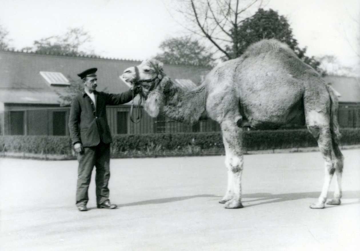 En dromedar eller arabisk kamel med keeper W. Styles i London Zoo i 1923 (bw-bilde) av Frederick William Bond