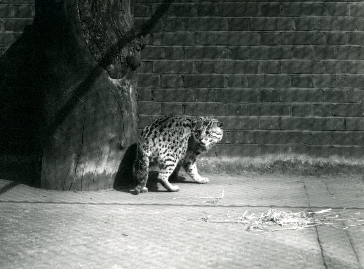 En fiskekatt i London Zoo, juli 1921 av Frederick William Bond