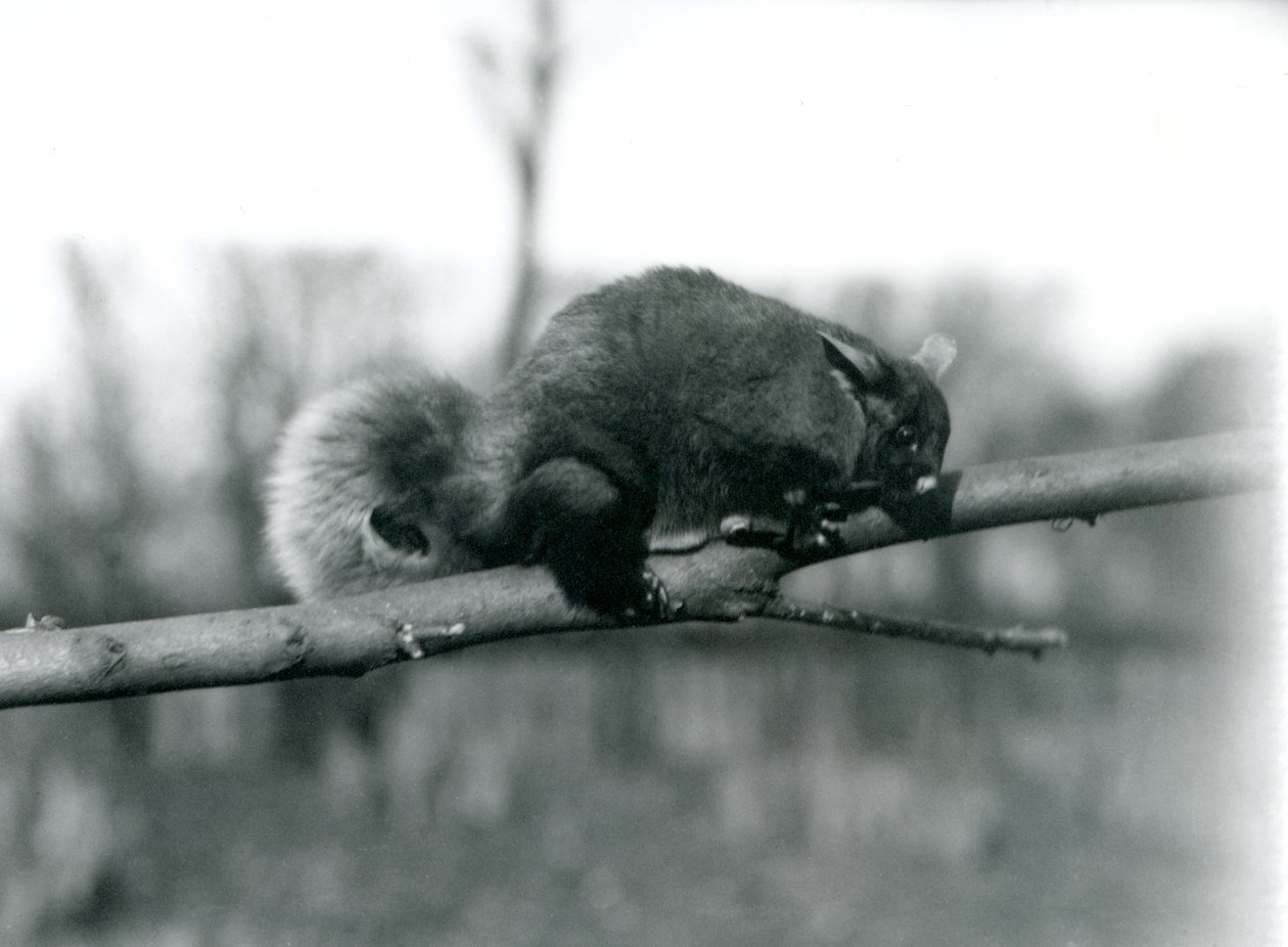En flygende Phalanger på en gren i London Zoo, februar 1922 av Frederick William Bond