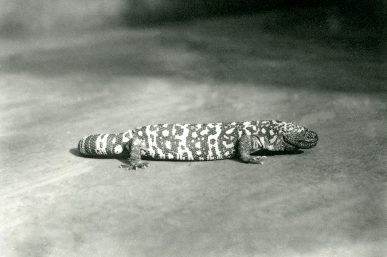 Et Gila-monster i London Zoo, september 1923 (bw-bilde) av Frederick William Bond