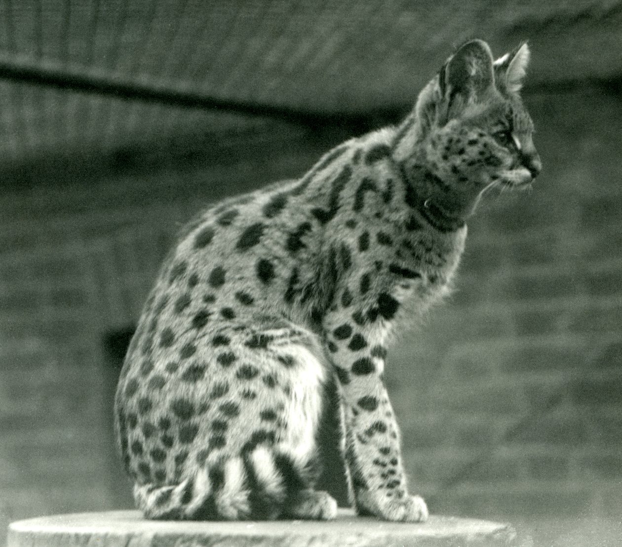 A Serval at London Zoo, 1923 (bw-bilde) av Frederick William Bond