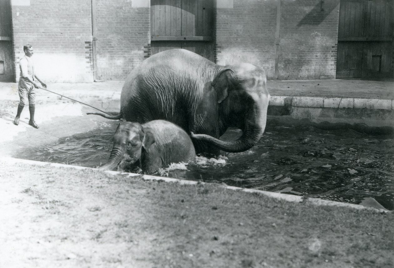 En baby asiatisk elefant og voksen kvinne, Lukhi, bader i bassenget deres, med treneren ved siden av bassenget, 1923 (bw-bilde) av Frederick William Bond