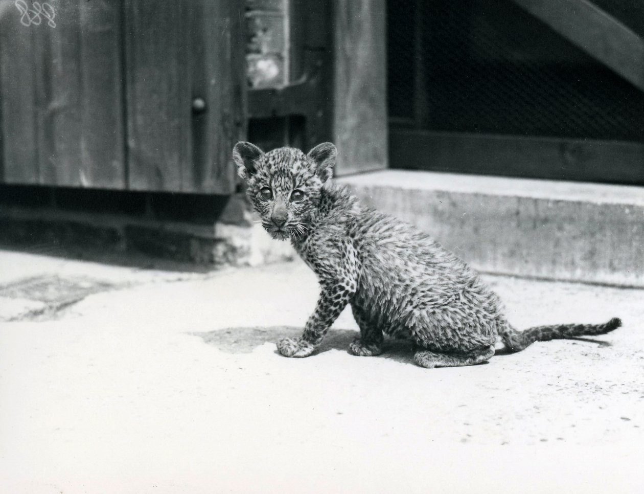 En babyleopard i London Zoo, juni 1915 av Frederick William Bond