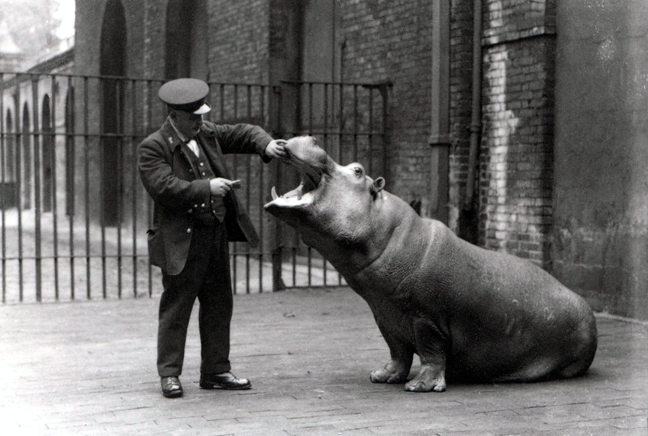 En keeper, Ernie Bowman, og flodhest Bobbie i London Zoo, 1923 av Frederick William Bond