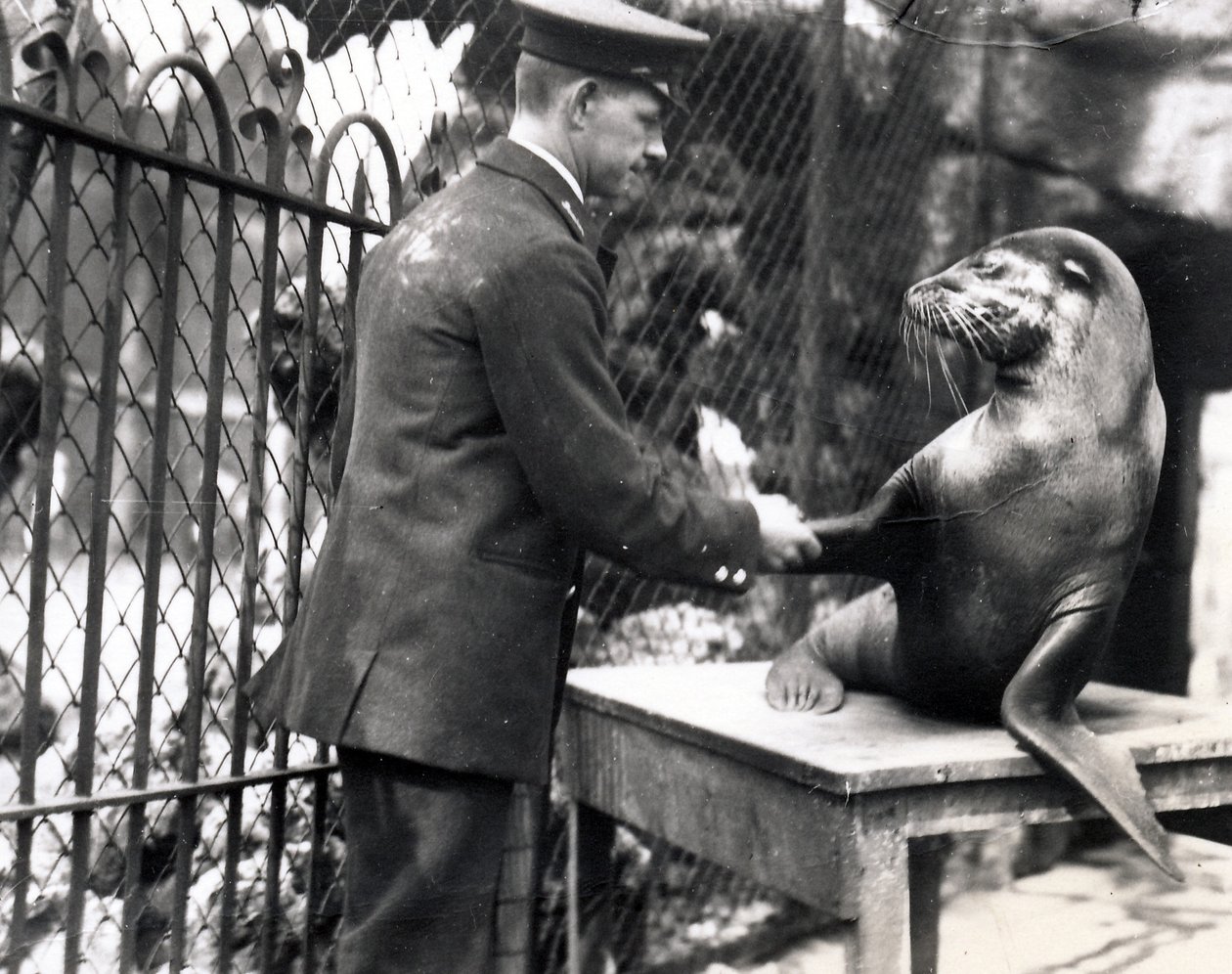 En keeper og sjøløve håndhilser i 1931 av Frederick William Bond