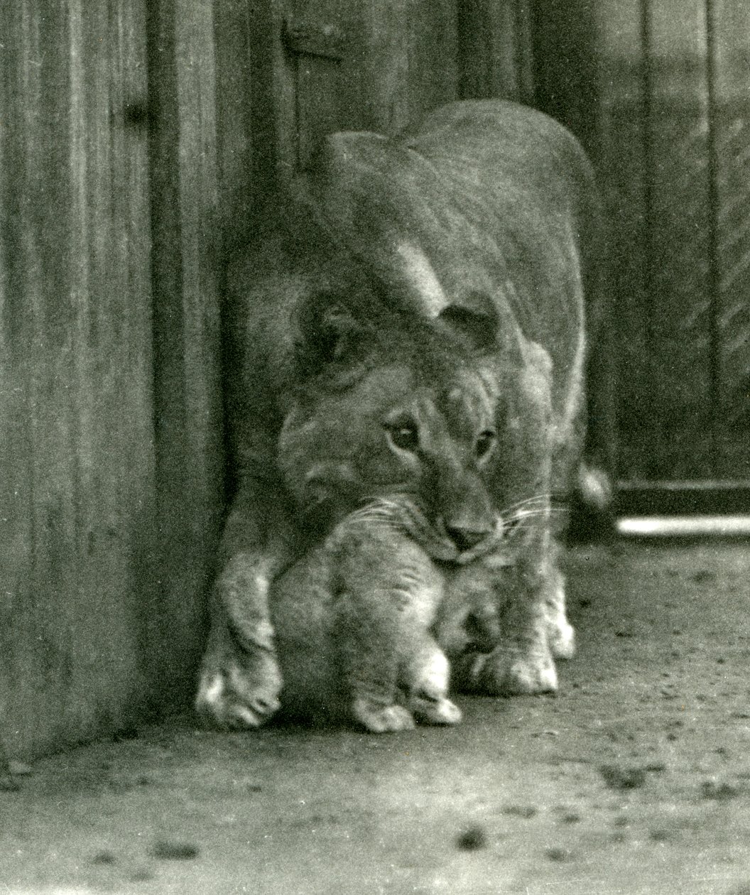 En løvinne i ferd med å løfte ungen sin, som var født i menasjeriet, i nakkeskåret, London Zoo, oktober 1923 (bw-bilde) av Frederick William Bond