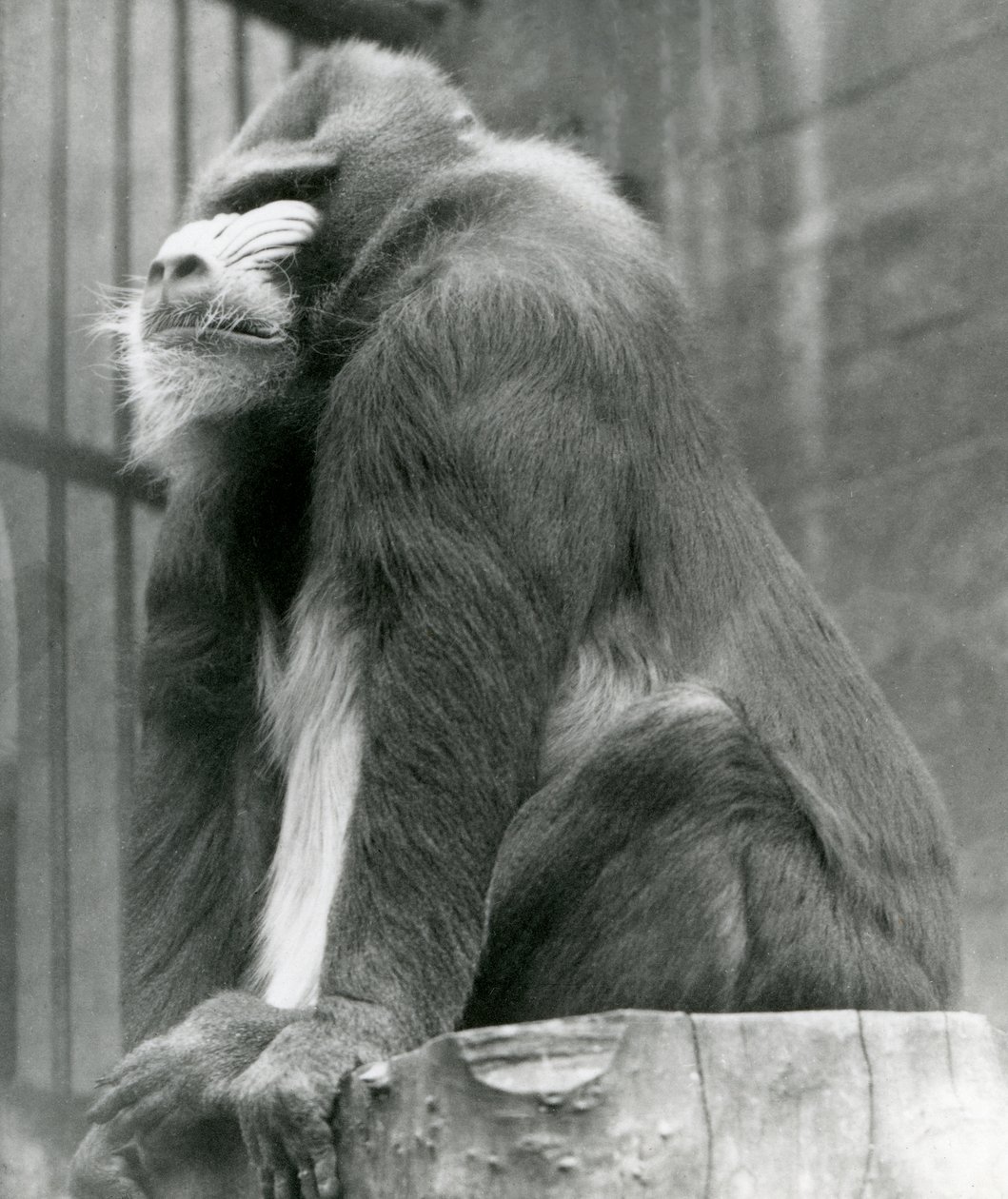 En mannlig mandrill George sitter på en tømmerstokk i innhegningen hans, London Zoo, august 1923 (bw-bilde) av Frederick William Bond