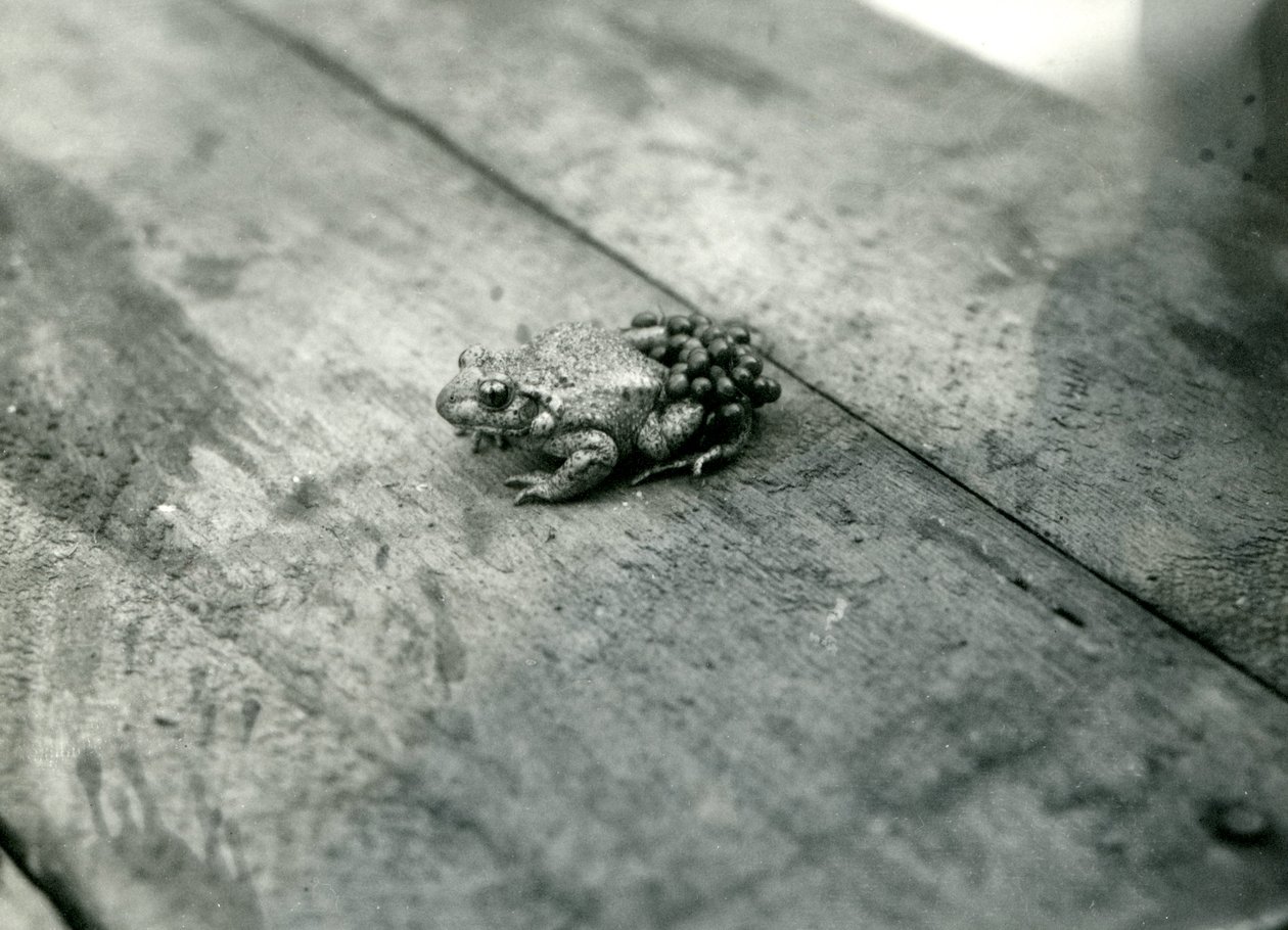 En mannlig jordmorpadde som bærer befruktede egg på ryggen, London Zoo, september 1921 av Frederick William Bond