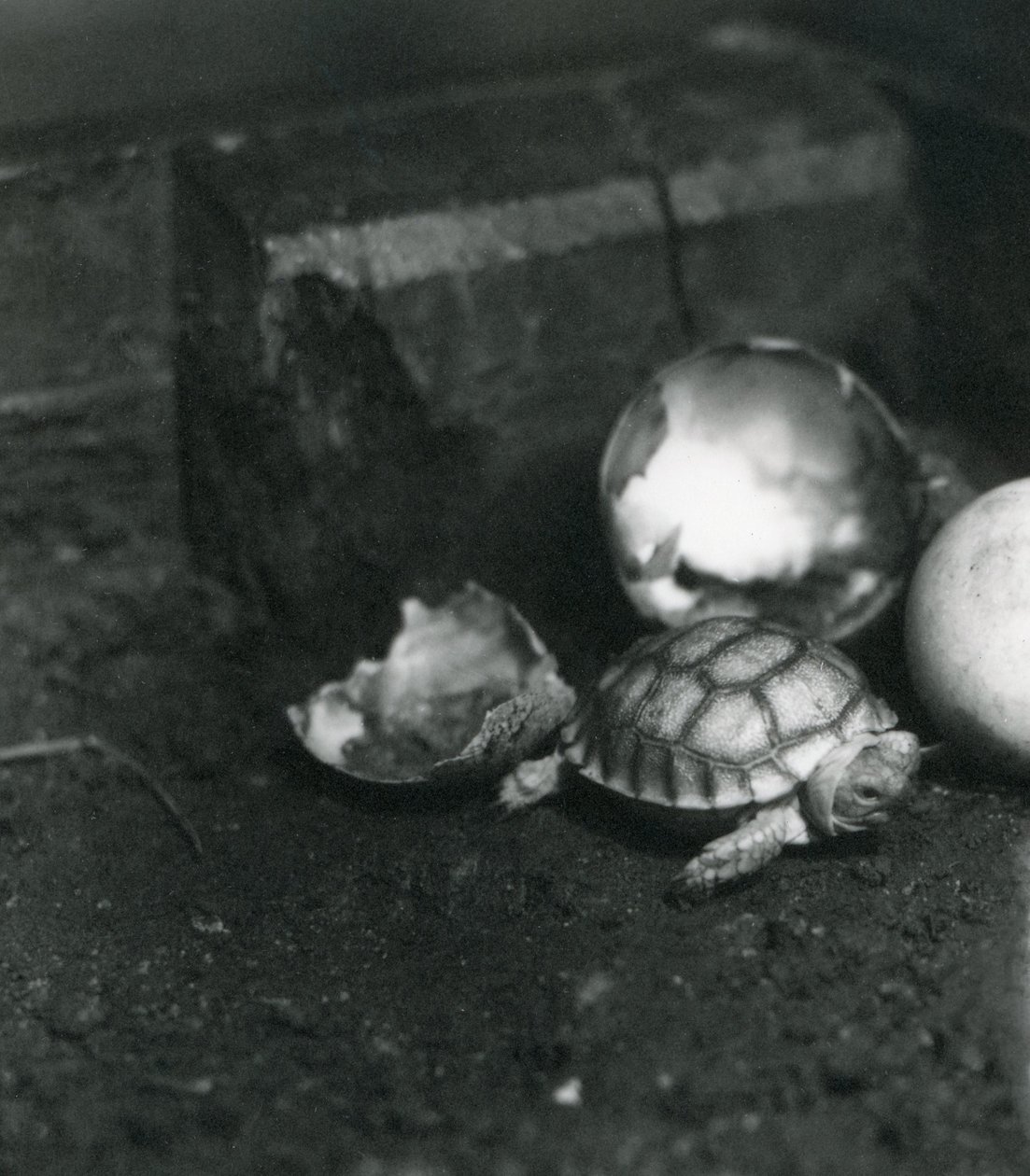 En nyklekket rillet eller afrikansk ansporet skilpadde i London Zoo, juli 1922 av Frederick William Bond