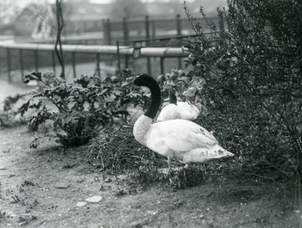 Et par svarthalsede svaner hekker i London Zoo, april 1923 (bw-bilde) av Frederick William Bond