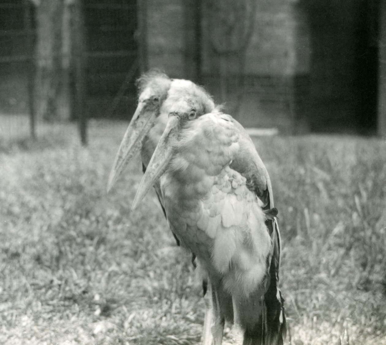 Et par GreaterIndian Adjutant Storks ved London Zoo, september 1923 (bw-bilde) av Frederick William Bond