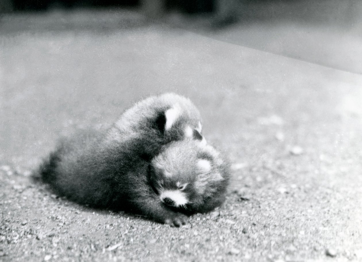 Et par røde pandaer i London Zoo, 1919 av Frederick William Bond