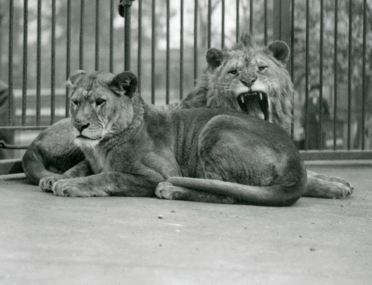 Et løvepar, Abdullah og Fatima, London Zoo, mai 1923 (bw-bilde) av Frederick William Bond
