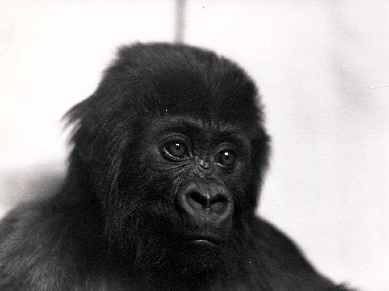 Et portrett av gorillaen 