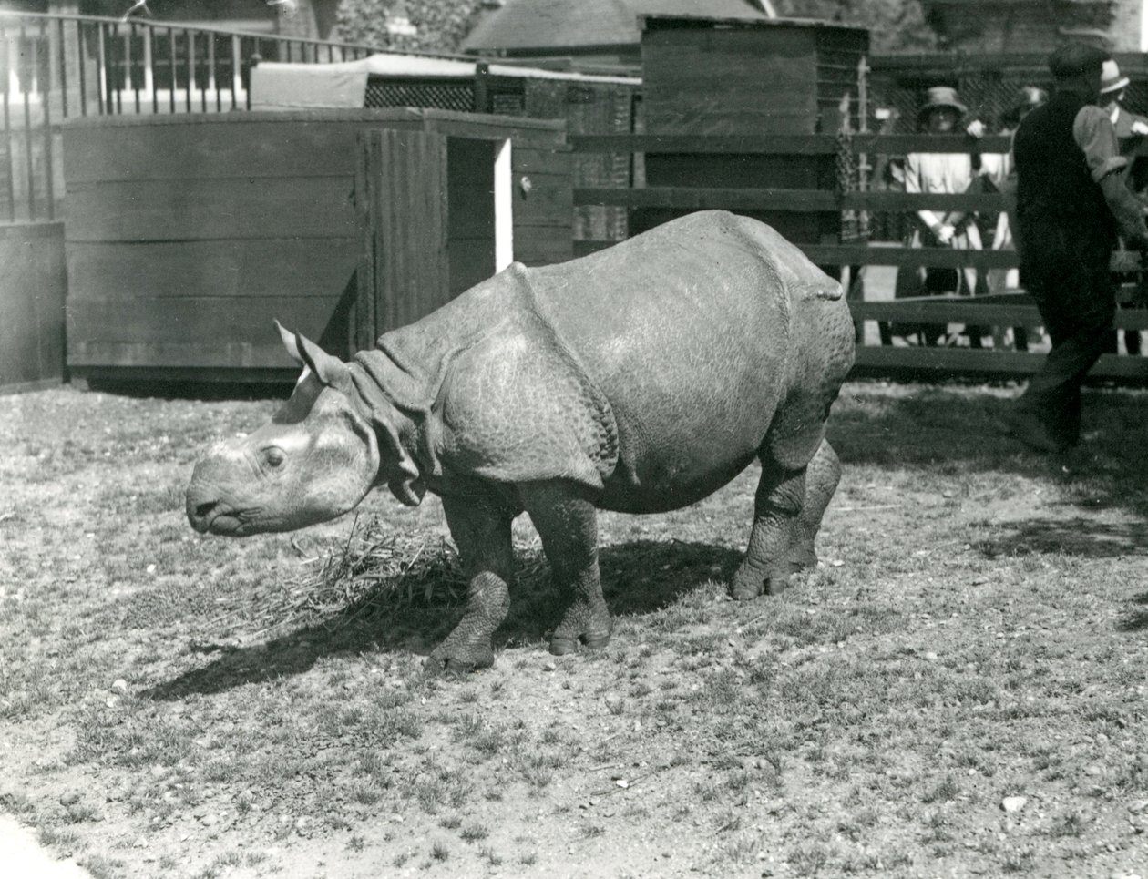 Et ungt indisk neshorn i London Zoo, juni 1922 av Frederick William Bond