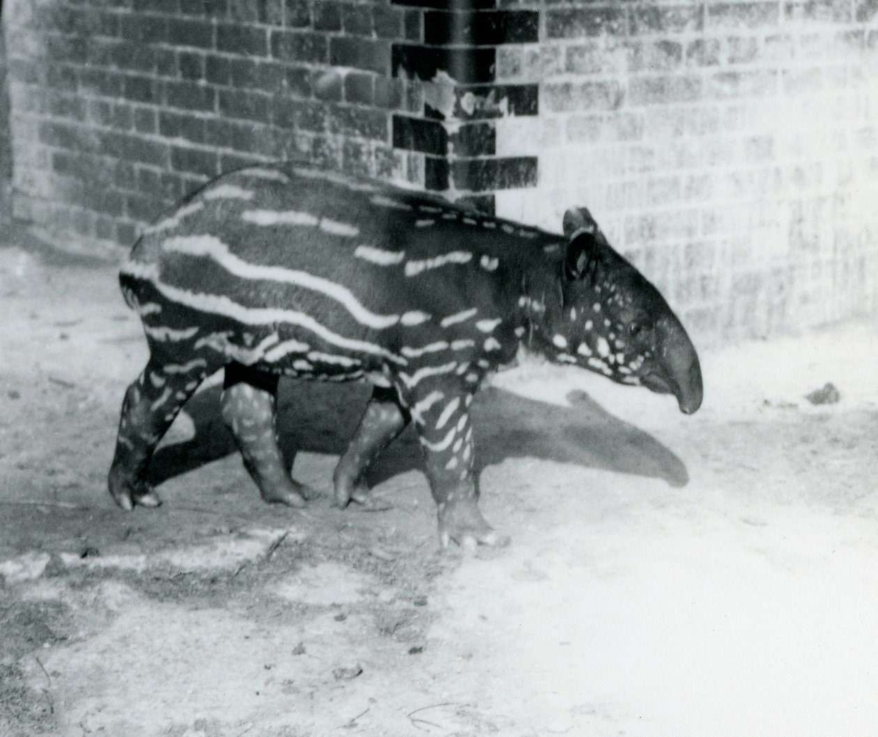 En ung malaysisk tapir i London Zoo, 5. oktober 1921 (bw-bilde) av Frederick William Bond