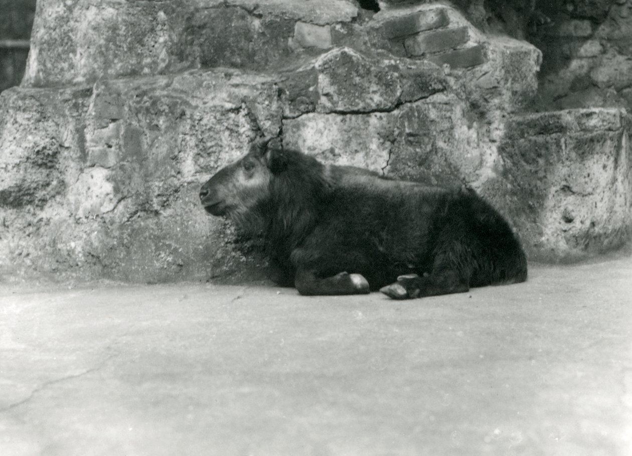 En ung Takin, også kjent som Cattle Chamois eller Gnu Goat, London Zoo, april 1923 (bw-bilde) av Frederick William Bond