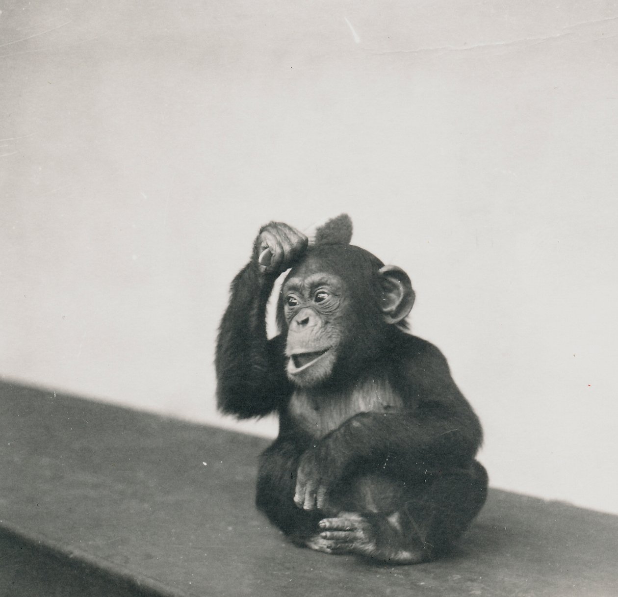 En ung sjimpanse, Johnnie, leker med en pensel, 1923 av Frederick William Bond