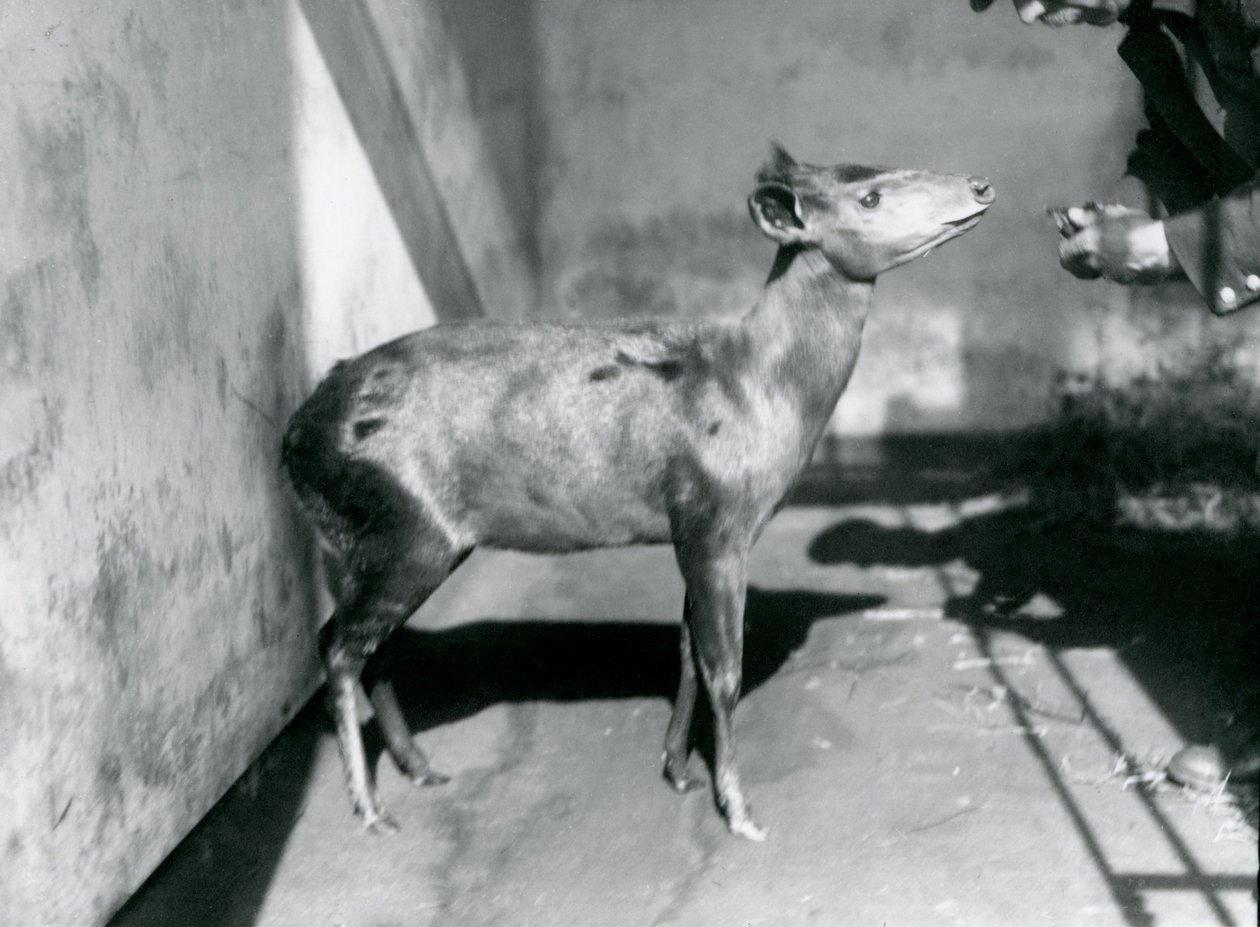 An Abbott