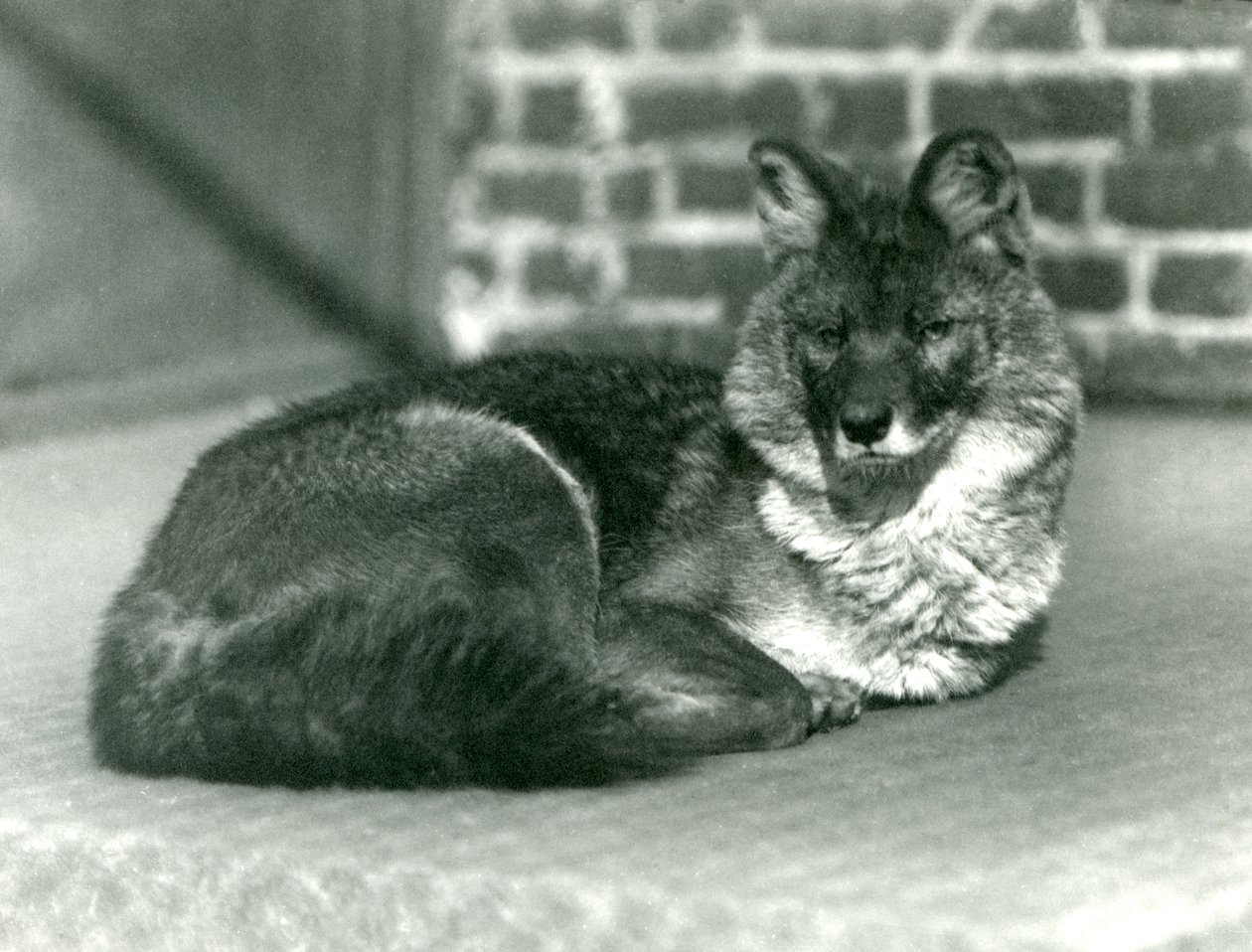 En truet Dhole eller Asiatic Wild Dog hviler i London Zoo, 1923 (bw-bilde) av Frederick William Bond