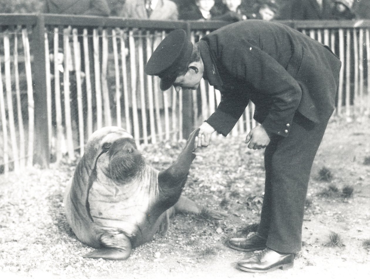 Andy the walrus ved ZSL London Zoo, 1925 av Frederick William Bond