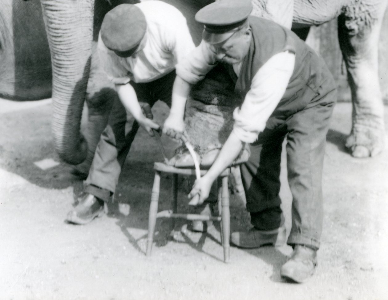 Baby indisk elefant og voksen kvinnelig indisk elefant, Assam Lukhi som er sammen med keeper Charles Eyles, og får føttene trimmet i London Zoo, september 1923 (bw-bilde) av Frederick William Bond