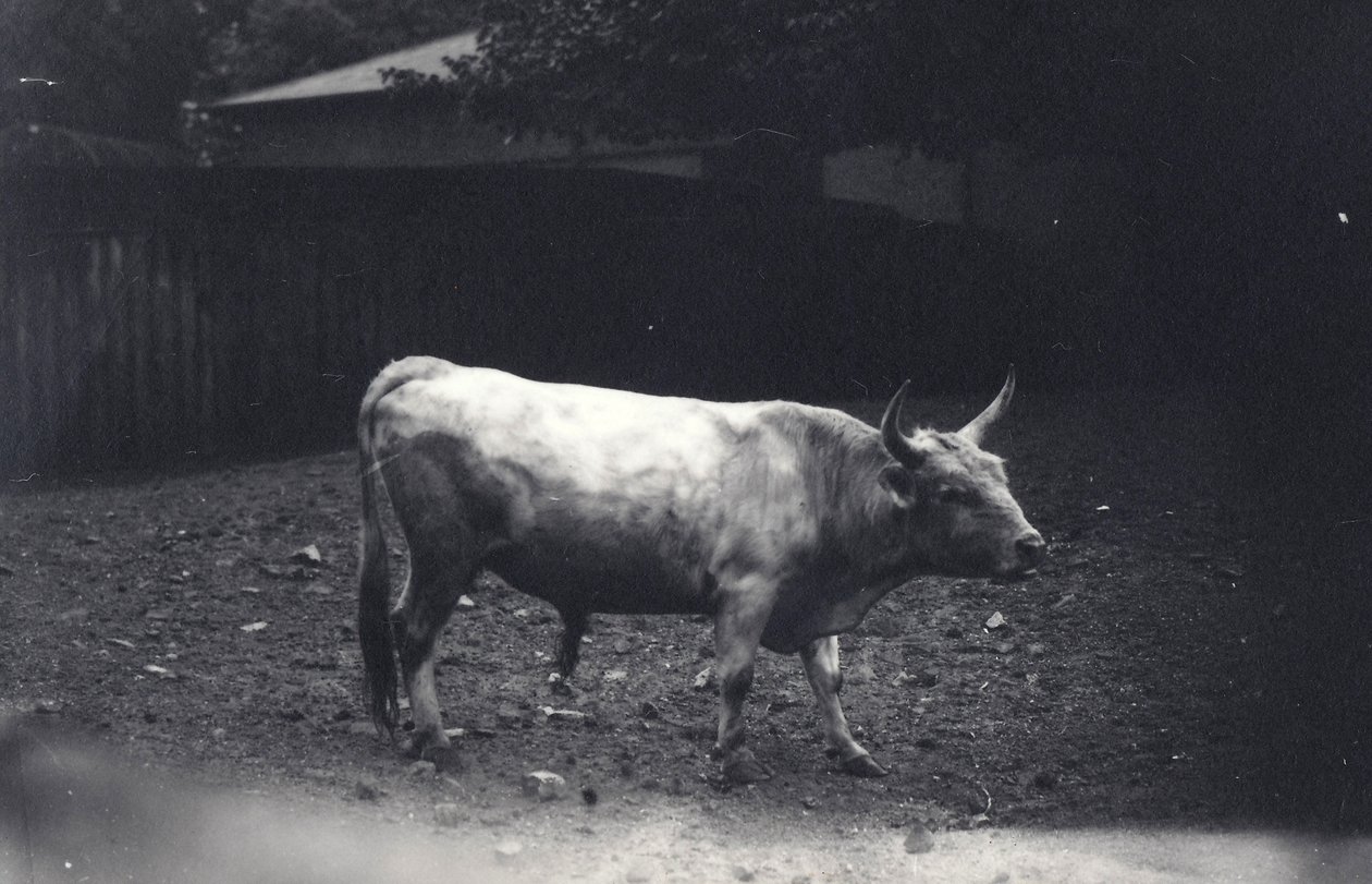 Chillingham-oksen i London Zoo, juni 1917 av Frederick William Bond