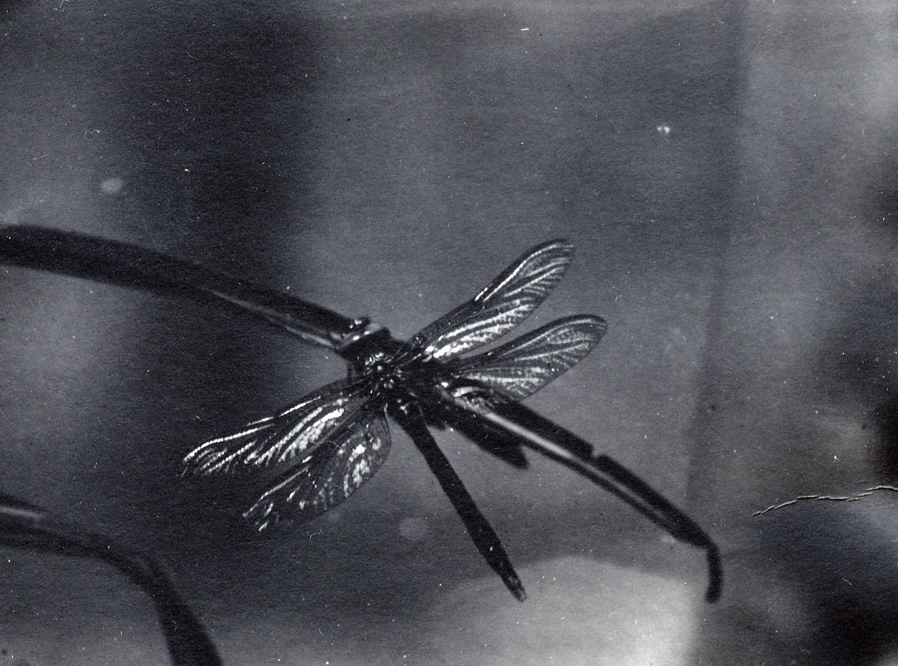 Dragonfly av Frederick William Bond