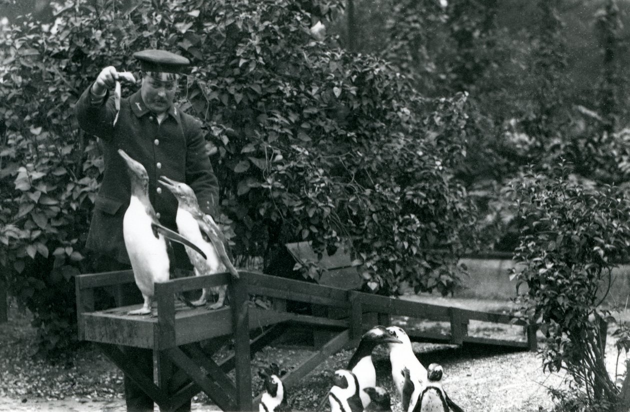 Gentoo Penguins, på stupebrettet, blir matet med fisk av keeper Albert White, mens Black-footed Penguins ser på, London Zoo, 1914 av Frederick William Bond
