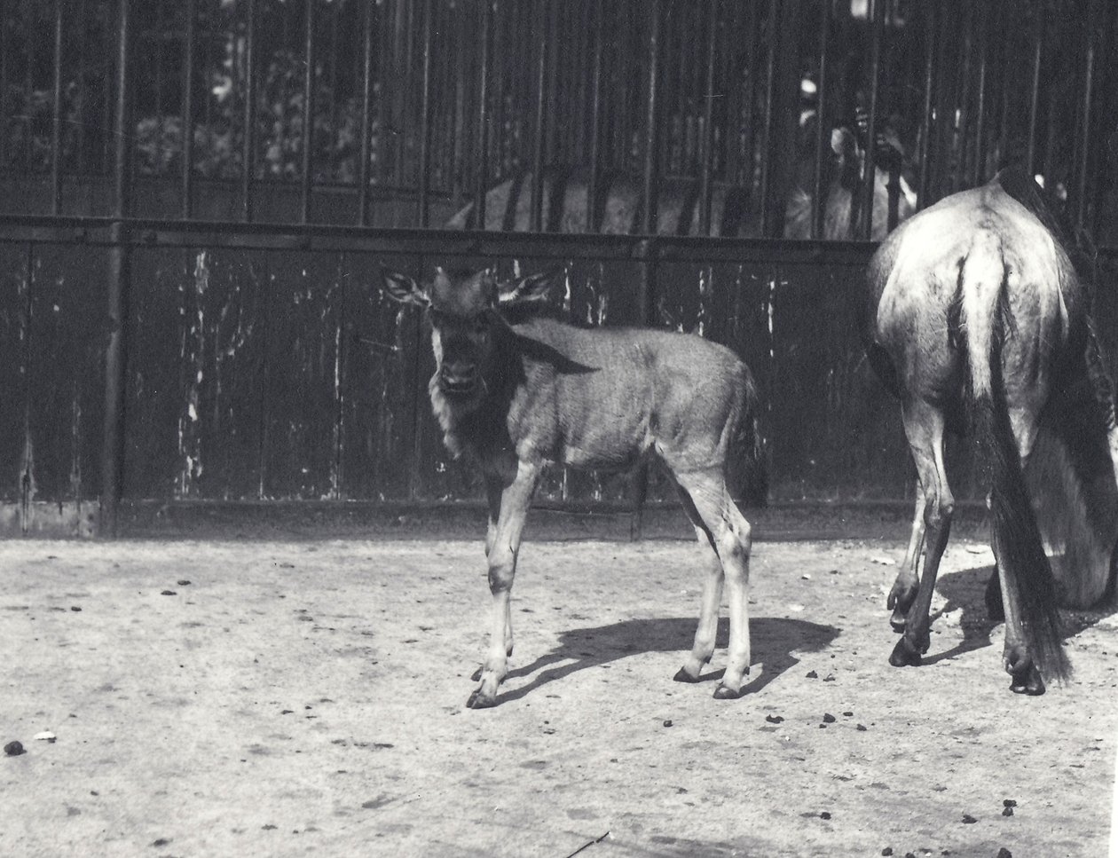 Gnu eller gnu og unge i London Zoo, august 1917 av Frederick William Bond