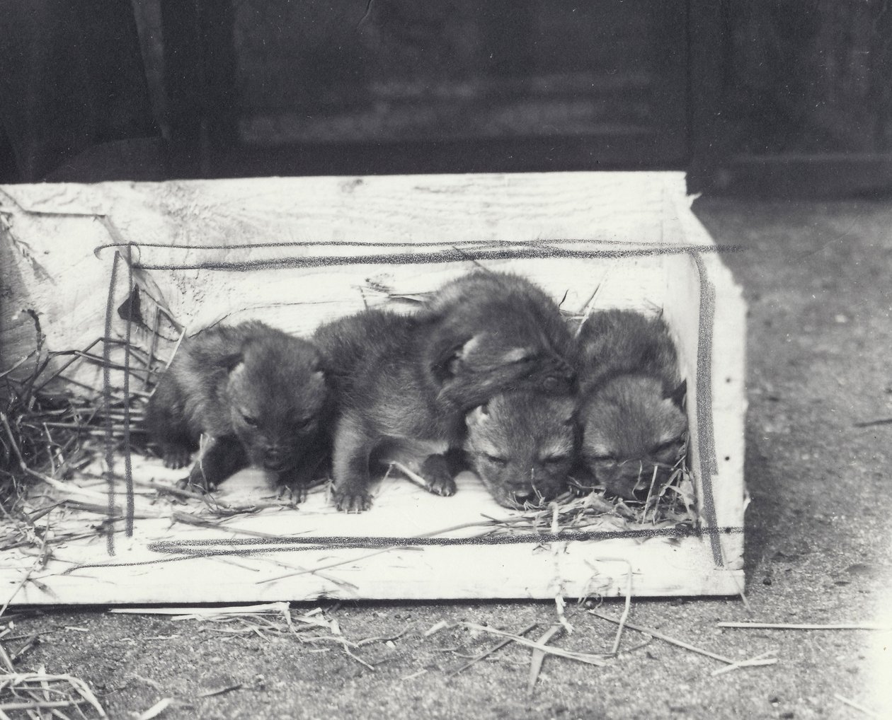 Sjakalvalper i en boks, 1915 av Frederick William Bond