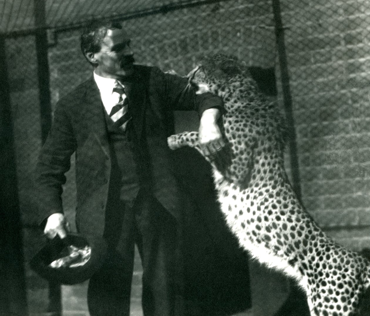 Keeper Charles Dixon med en leken gepard i London Zoo, oktober 1922 (bw-bilde) av Frederick William Bond