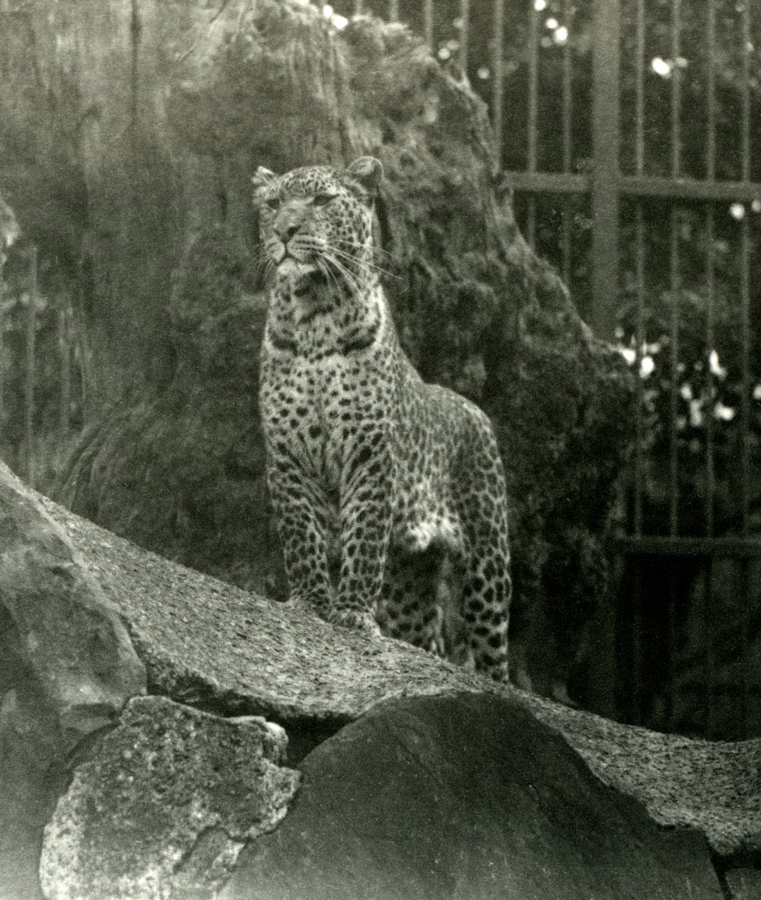 Leopard Rex står på steiner i innhegningen hans i London Zoo, 1923 (bw-bilde) av Frederick William Bond