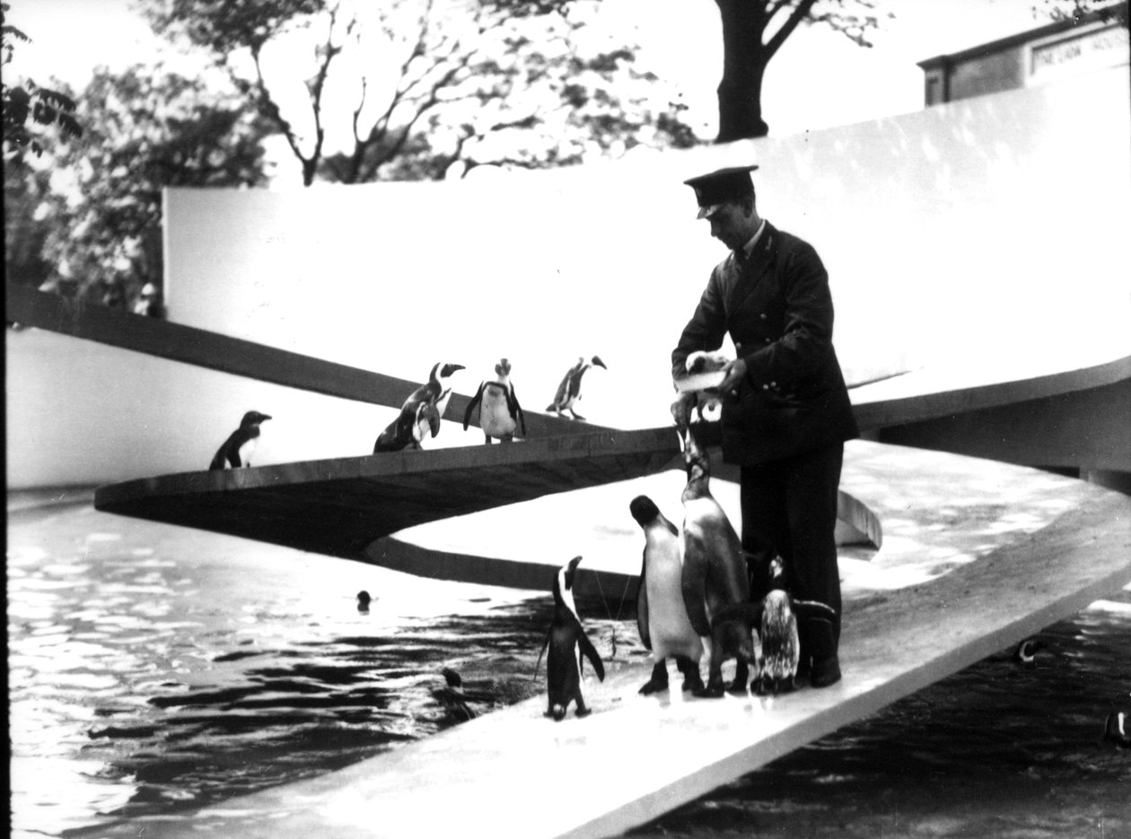 Lubetkin Penguin Pool, januar 1934 av Frederick William Bond