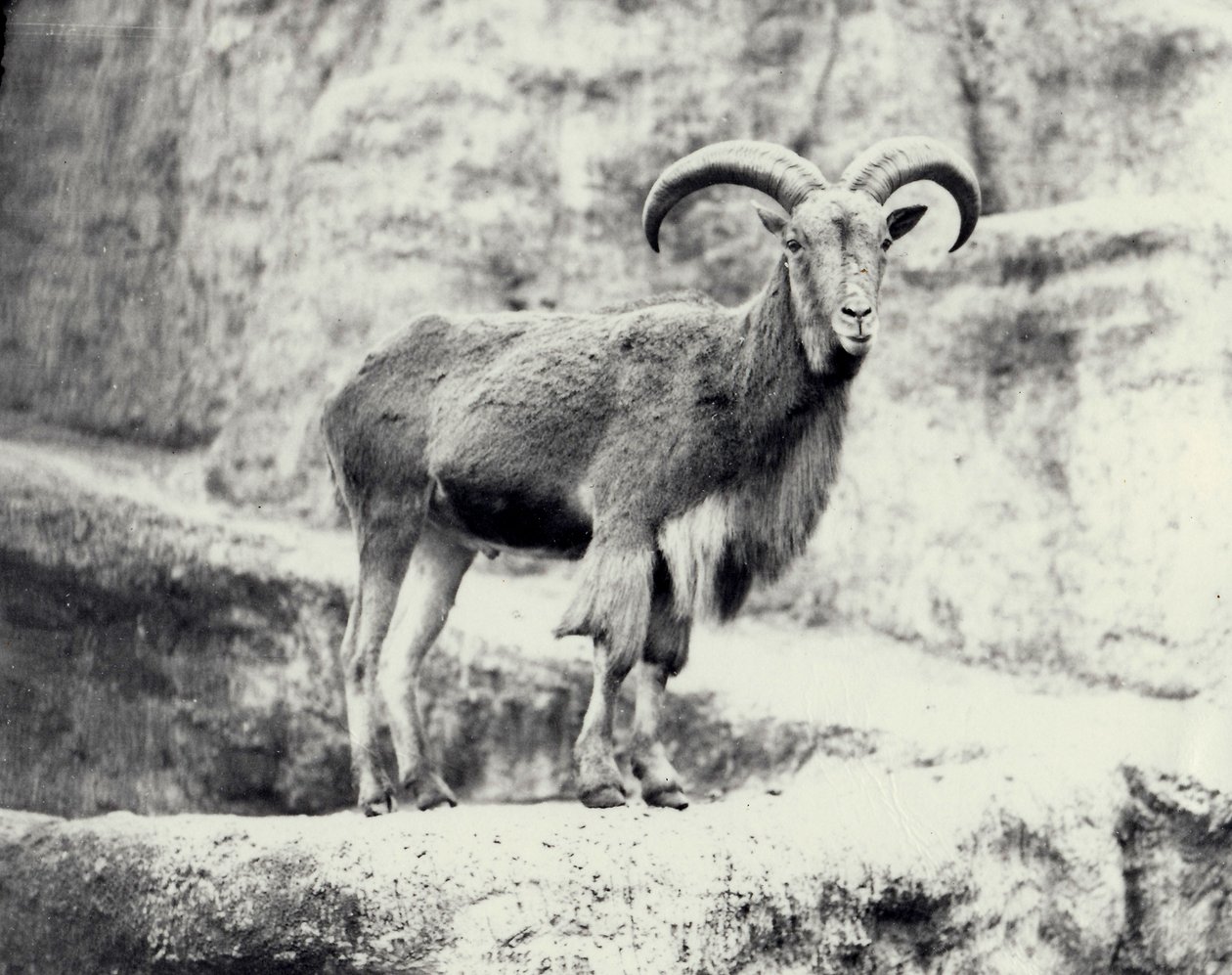 Hannbarbariske sauer på Mappin-terrassen, London Zoo, mai 1915 av Frederick William Bond