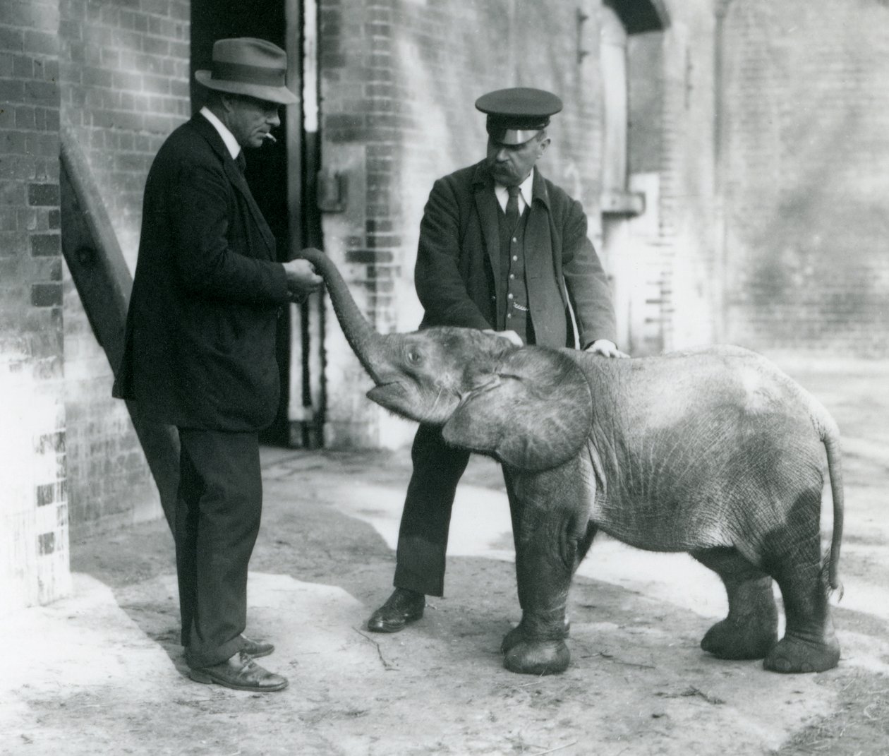 Nyankommet pygmeskogelefant Tiny, med vokterne Robertson, Stimpson og Milbourn i London Zoo, 1922 (bw-bilde) av Frederick William Bond