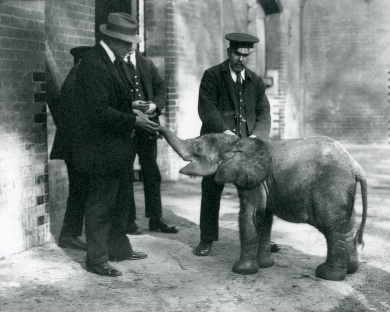 Nyankommet pygmeskogelefant Tiny, med vokterne Robertson, Stimpson og Milbourn i London Zoo, 1922 (bw-bilde) av Frederick William Bond
