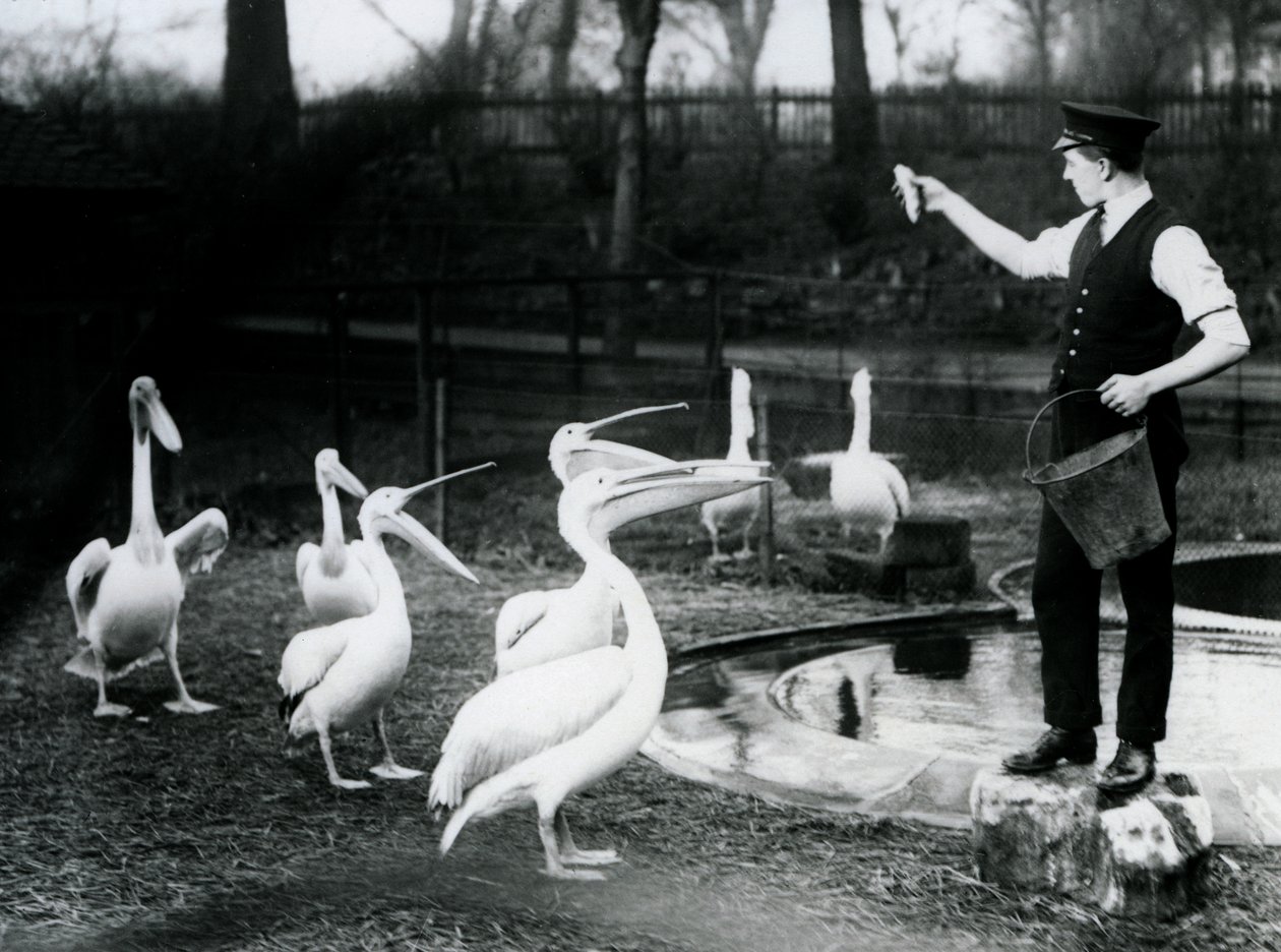 Pelikaner blir matet med fisk av keeperen ved bassengkanten, London Zoo, desember 1922 (bw-bilde) av Frederick William Bond