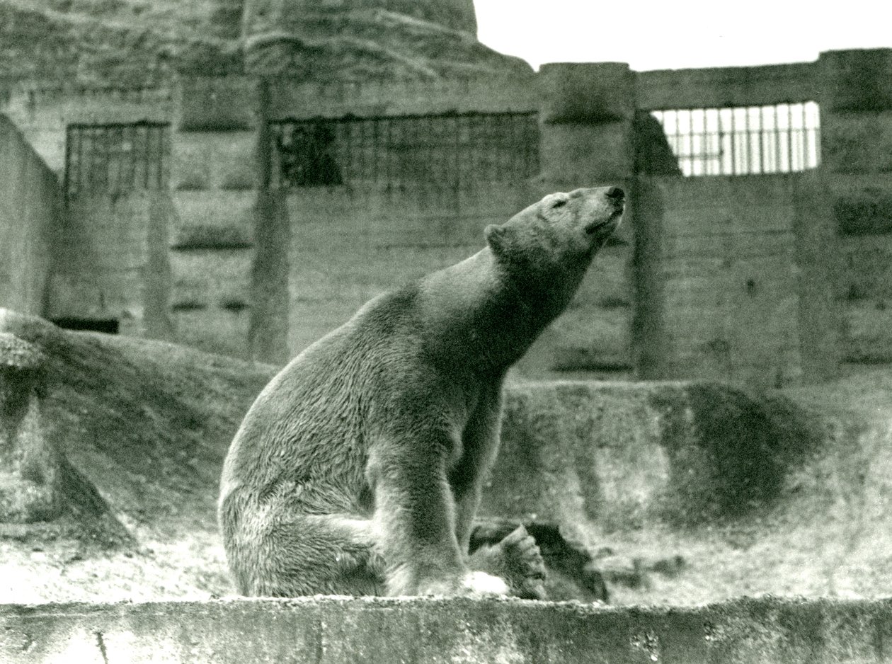 Isbjørnen Sam, sittende i innhegningen sin ved foten av Mappin Terraces, London Zoo, 1923 (bw-bilde) av Frederick William Bond