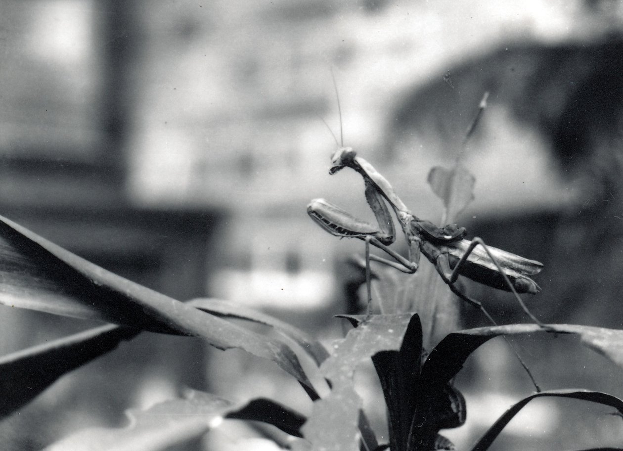 Praying Mantis, 1915 av Frederick William Bond