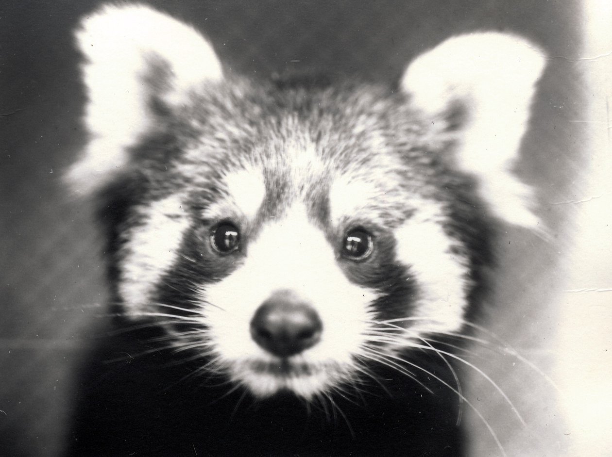 Rød panda, 1913 av Frederick William Bond