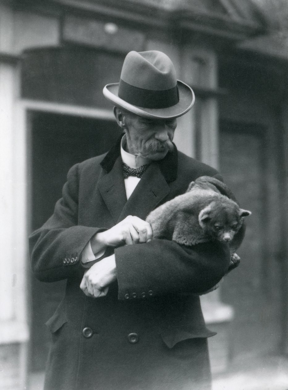 Reginald Innes Pocock F.R.S. har en kinkajou, London Zoo, 1923 (bw-bilde) av Frederick William Bond