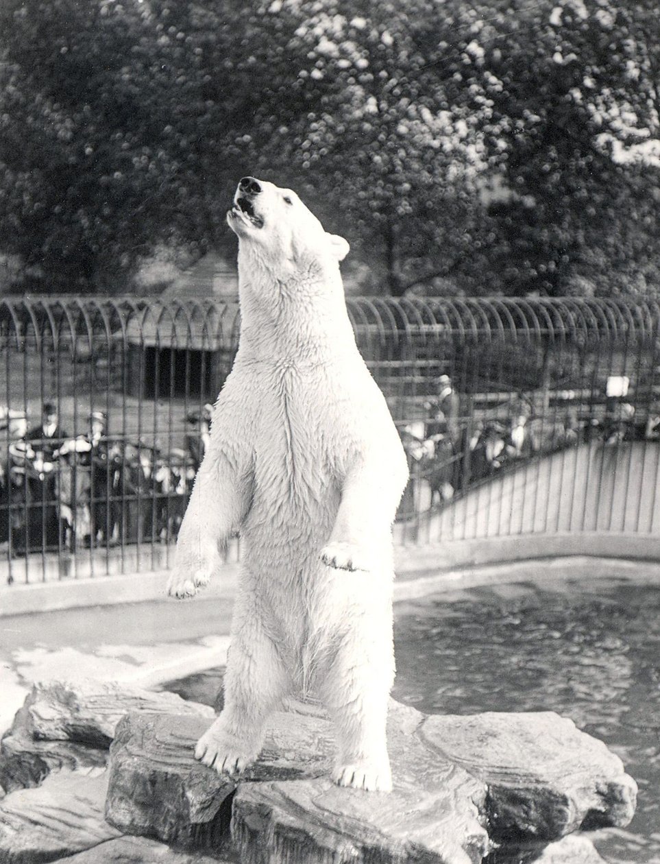 Isbjørnen Sam ber om mat i ZSL London Zoo, 1912 av Frederick William Bond