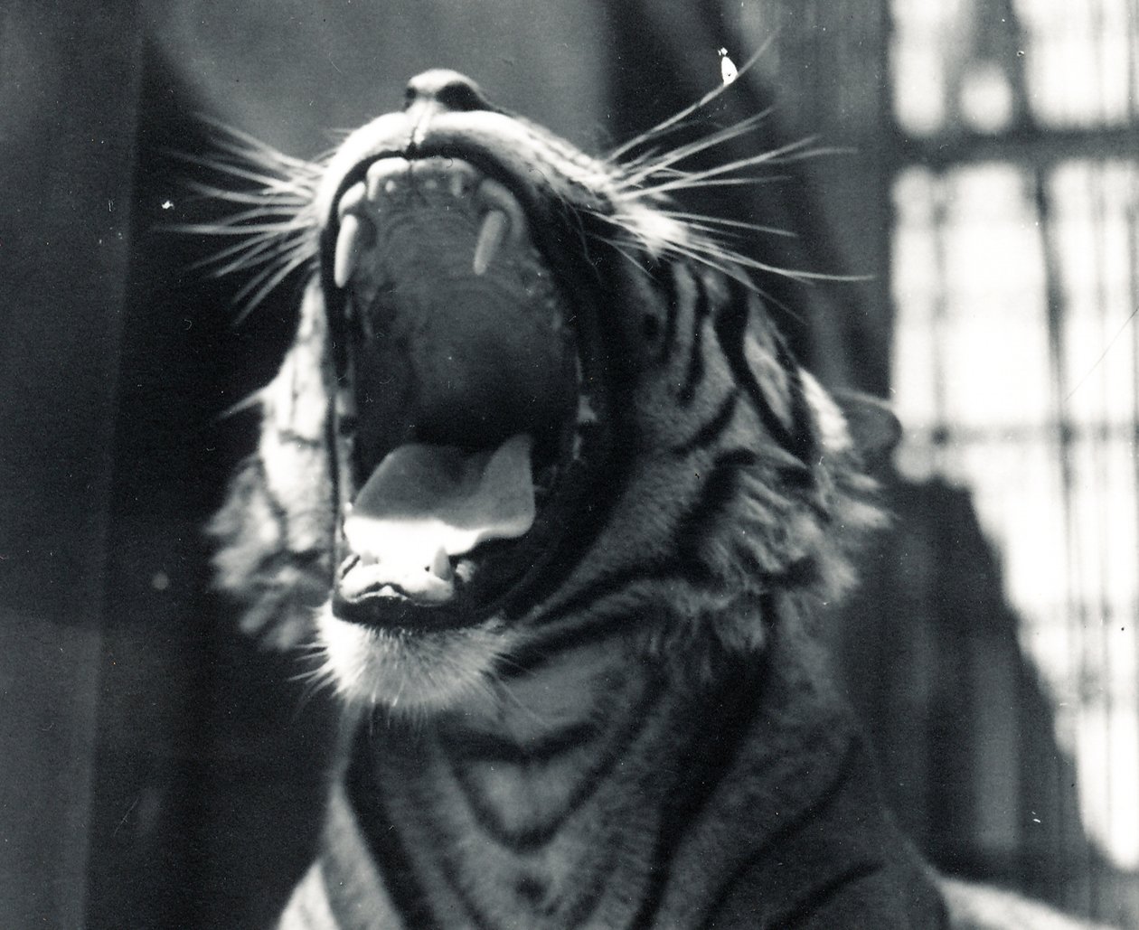 Tigeren Sam gjesper, juli 1924 av Frederick William Bond