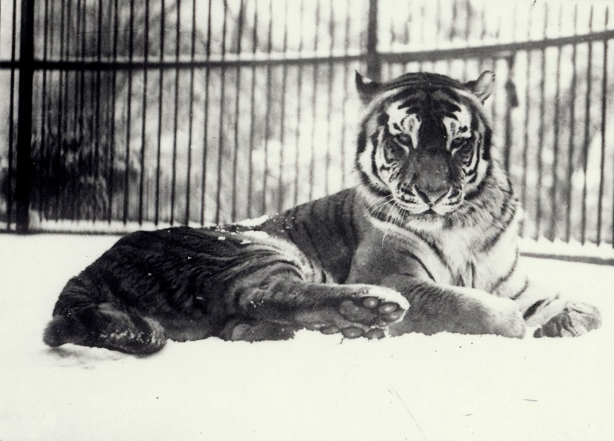 Siberian eller Amur Tiger 
