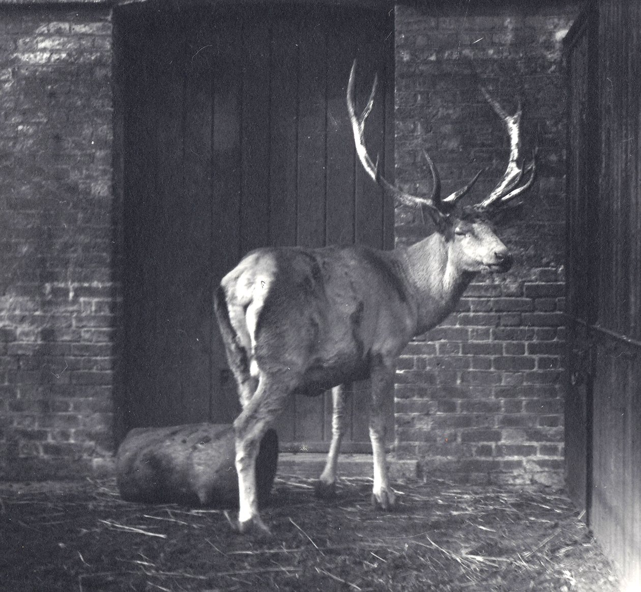 Wallich's Deer, også kjent som Shou, sentralasiatiske eller tibetanske rødhjort, i London Zoo, desember 1917 av Frederick William Bond