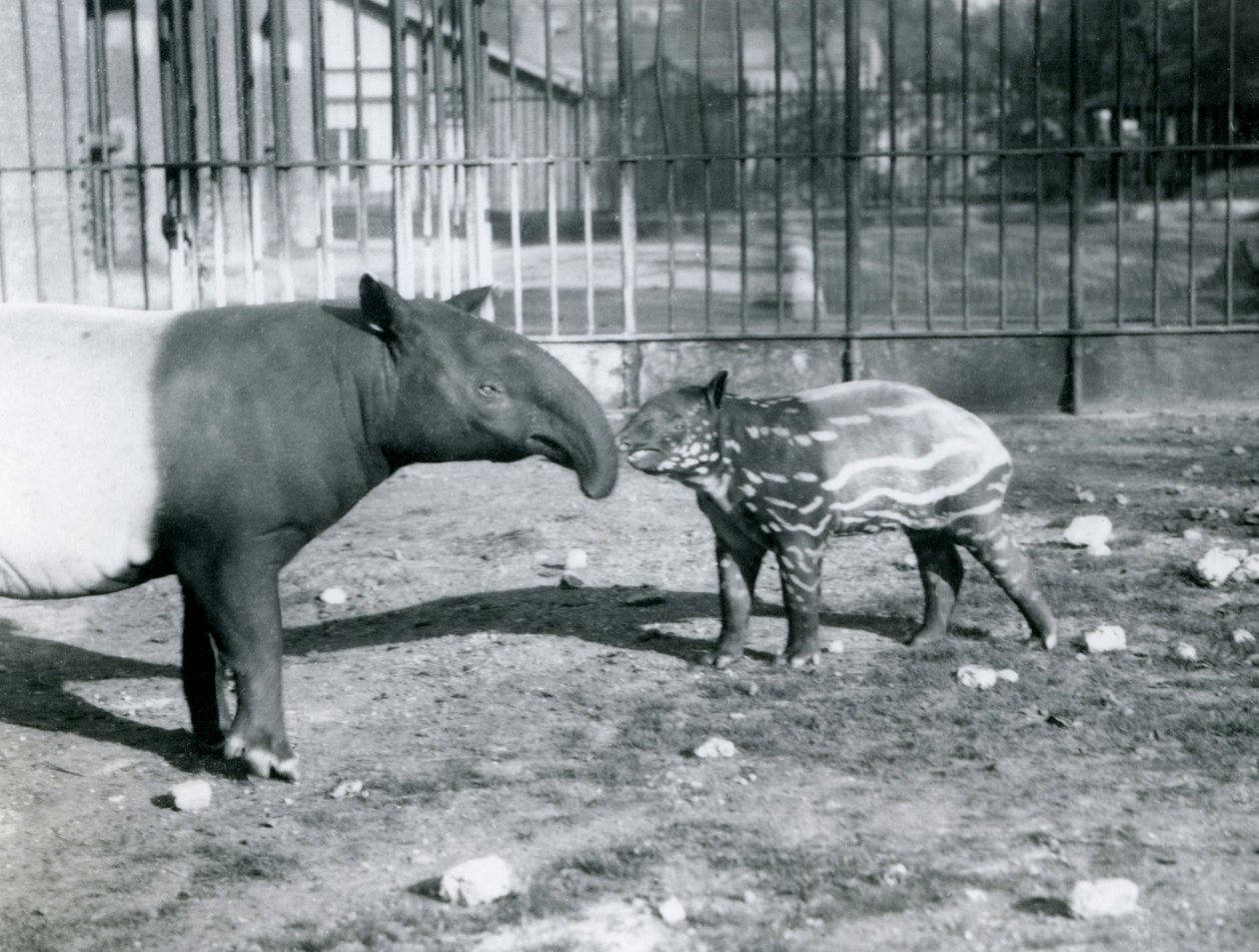 Ung malaysisk Tapir med sin mor i London Zoo, 5. oktober 1921 av Frederick William Bond