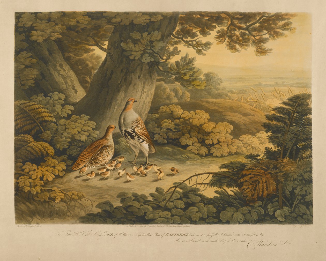 Rapphøns (fargegravering) av Frederick Christian Lewis