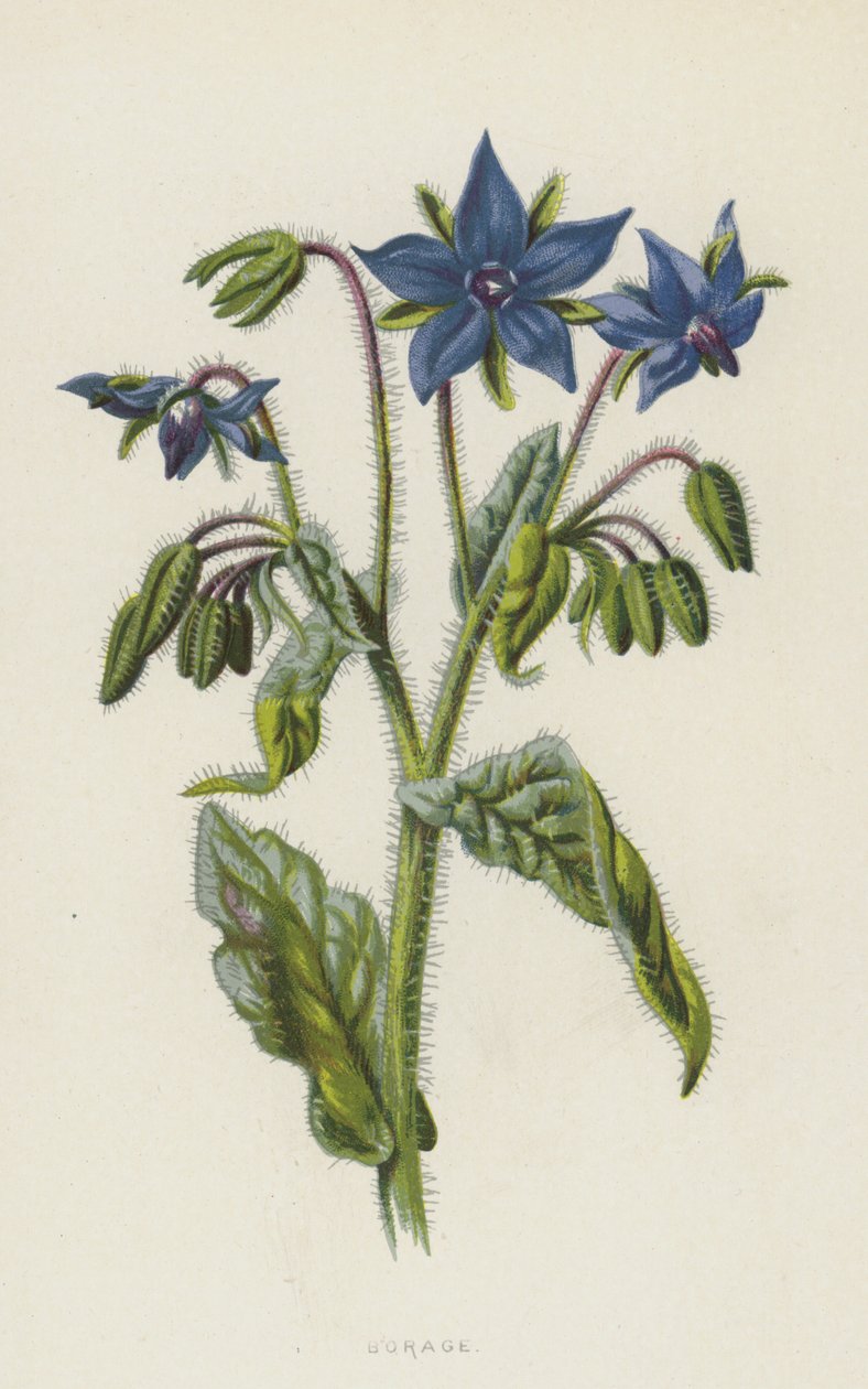 Borage (chromolitho) av Frederick Edward Hulme